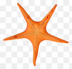 Pin By Pets World - Turuncu Renkli Hayvanlar,Starfish Png
