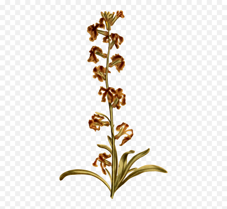 Plant Flora Herb Png Clipart - Orchid,Herb Png