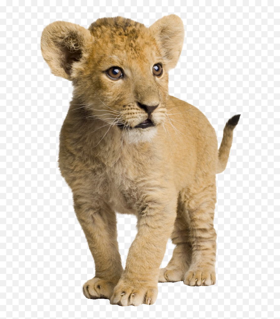Lion Cubs Png