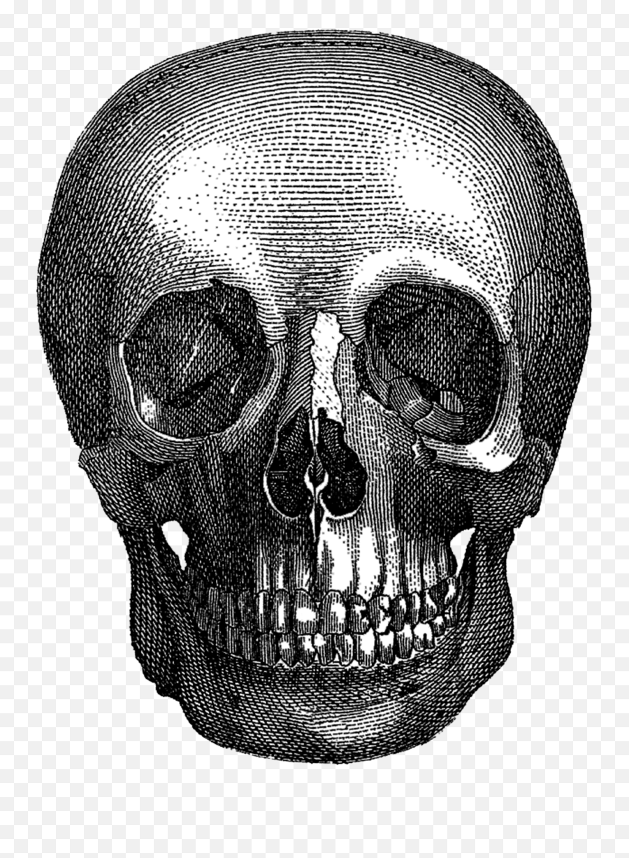 Vintage Halloween Skull - Skull Full Size Png Download,Png Skull