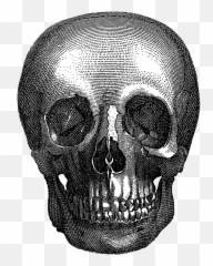 Vintage Halloween Skull - Skull Full Size Png Download,Png Skull