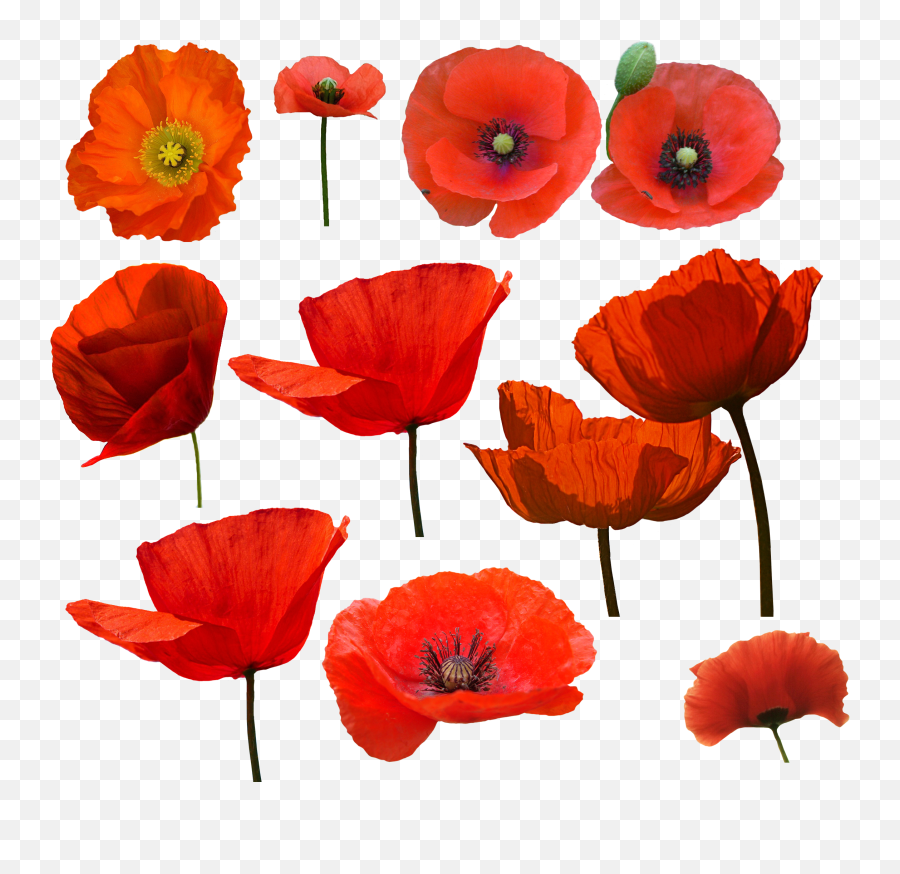 Pin By Diiwal Transparent PNG