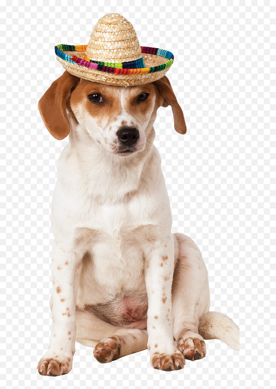 Sombrero Hat Dog Costume - Sombrero Hat Png,Mexican Hat Png