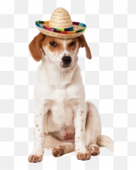 Sombrero Hat Dog Costume - Sombrero Hat Png,Mexican Hat Png
