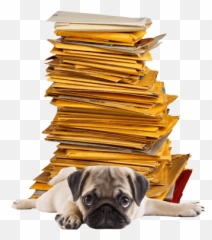 Home - Doug The Pug Png