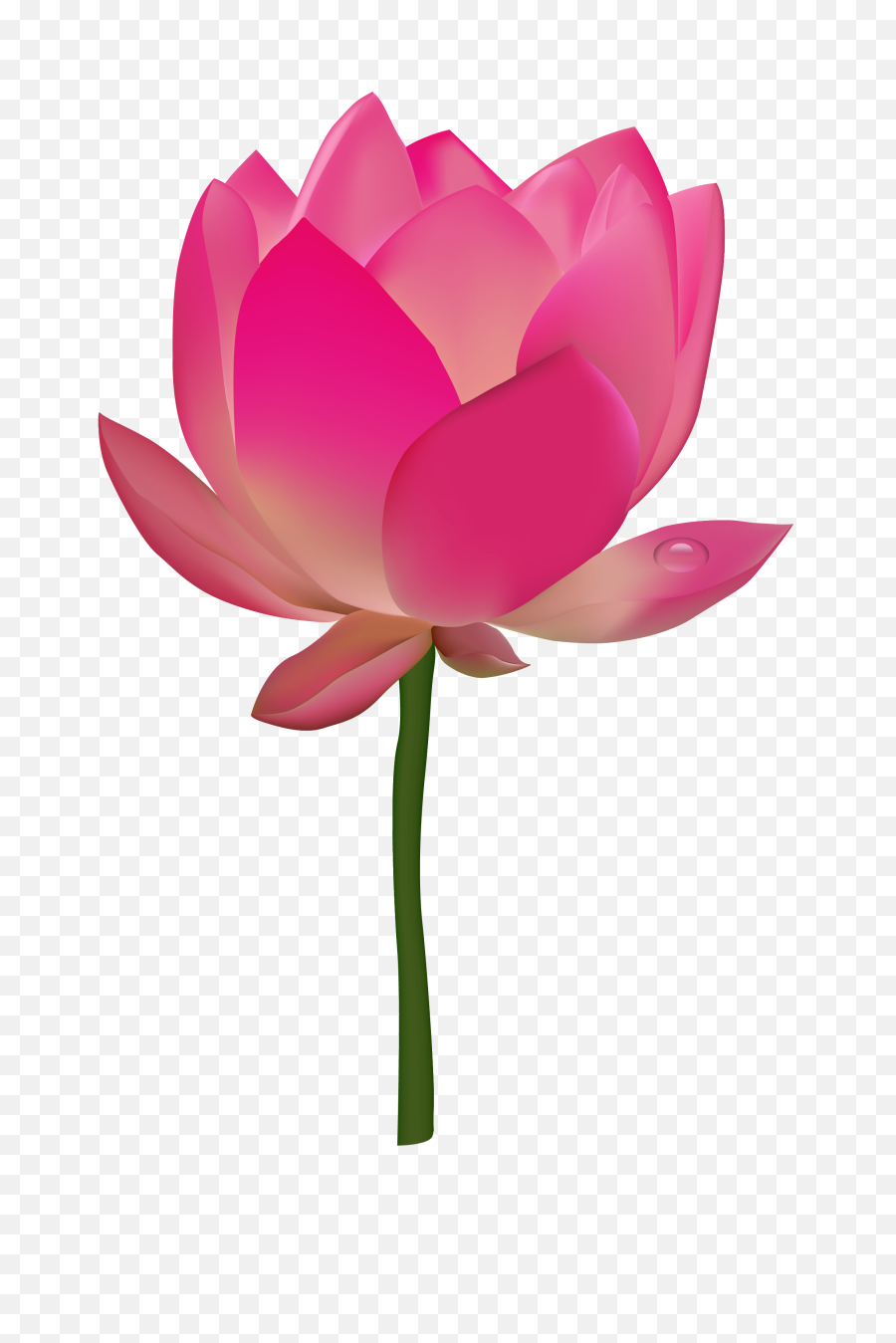 Lotus Flower Png Image - Purepng Free Transparent Cc0 Png Things Starting With L,Flower Stem Png