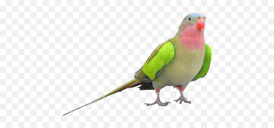 Parrot Png Clipart - Princess Parrot,Parrot Transparent Background