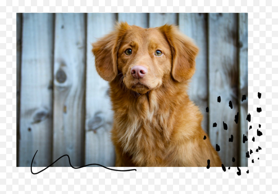 Humane Society Of Imperial County Pet Adoptions - Nova Scotia Duck Tolling Retriever Png,Dog Transparent