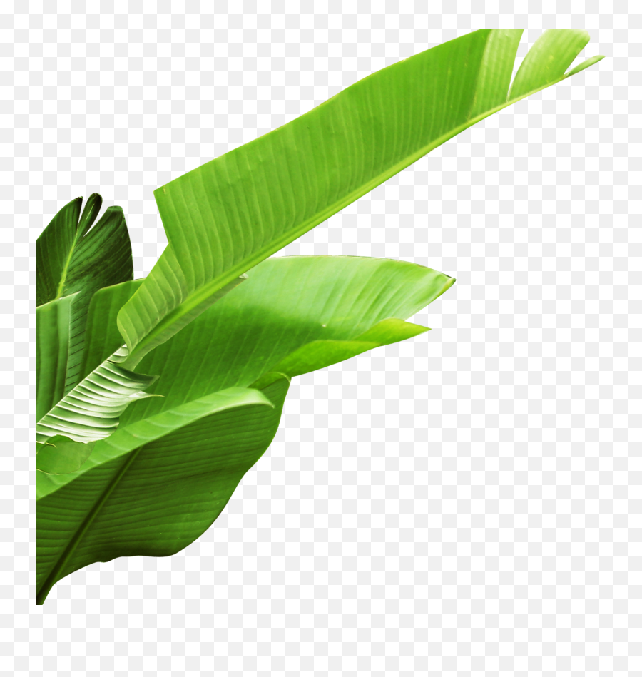 Banana Leaves Png Download - Banana Leaves Transparent Background,Bamboo Leaves Png