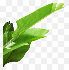 Banana Leaves Png Download - Banana Leaves Transparent Background,Bamboo Leaves Png