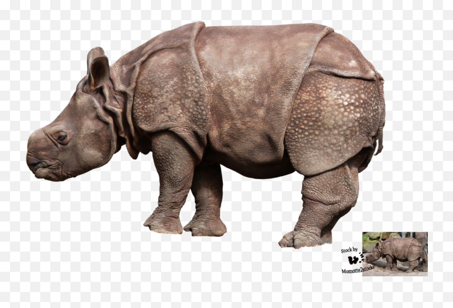 Png Transparent Rhinoceros - Javan Rhino Png,Rhino Png