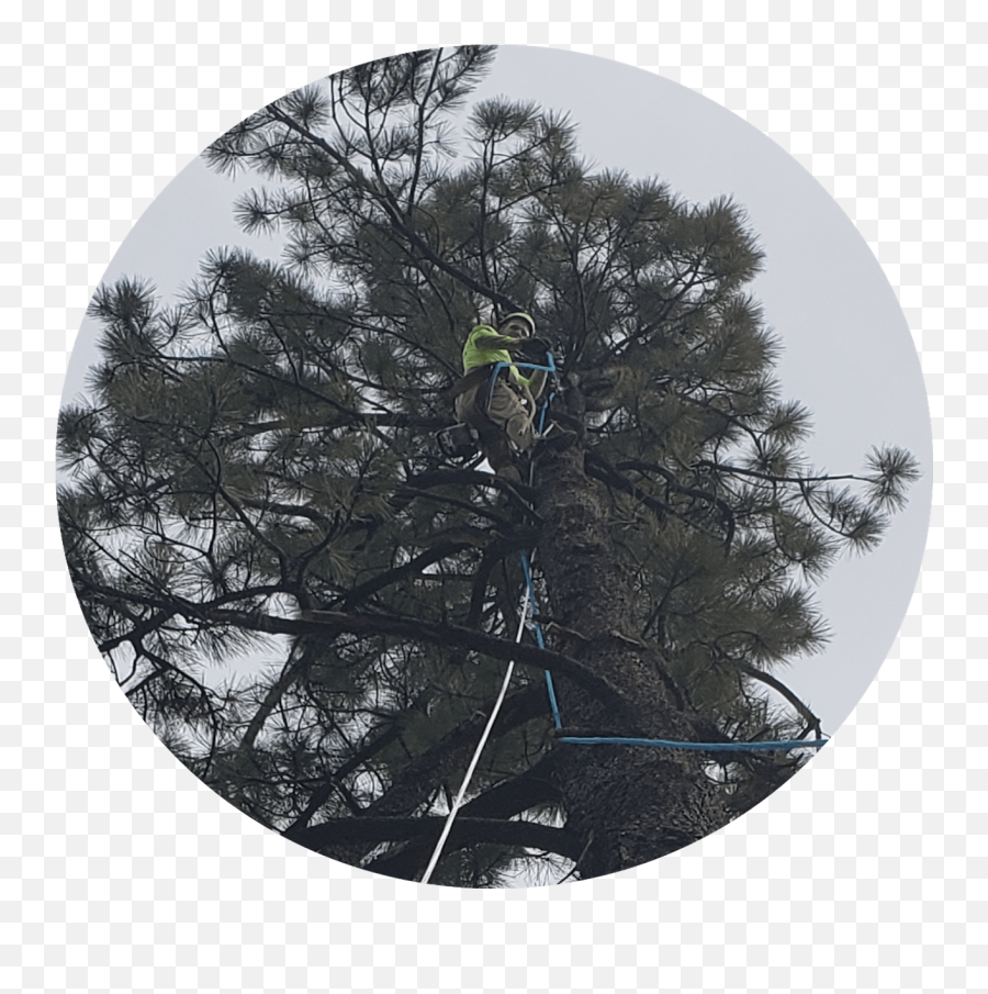 Apex Arbor Services 9288142304 - Georgia Pine Png,Tall Tree Png