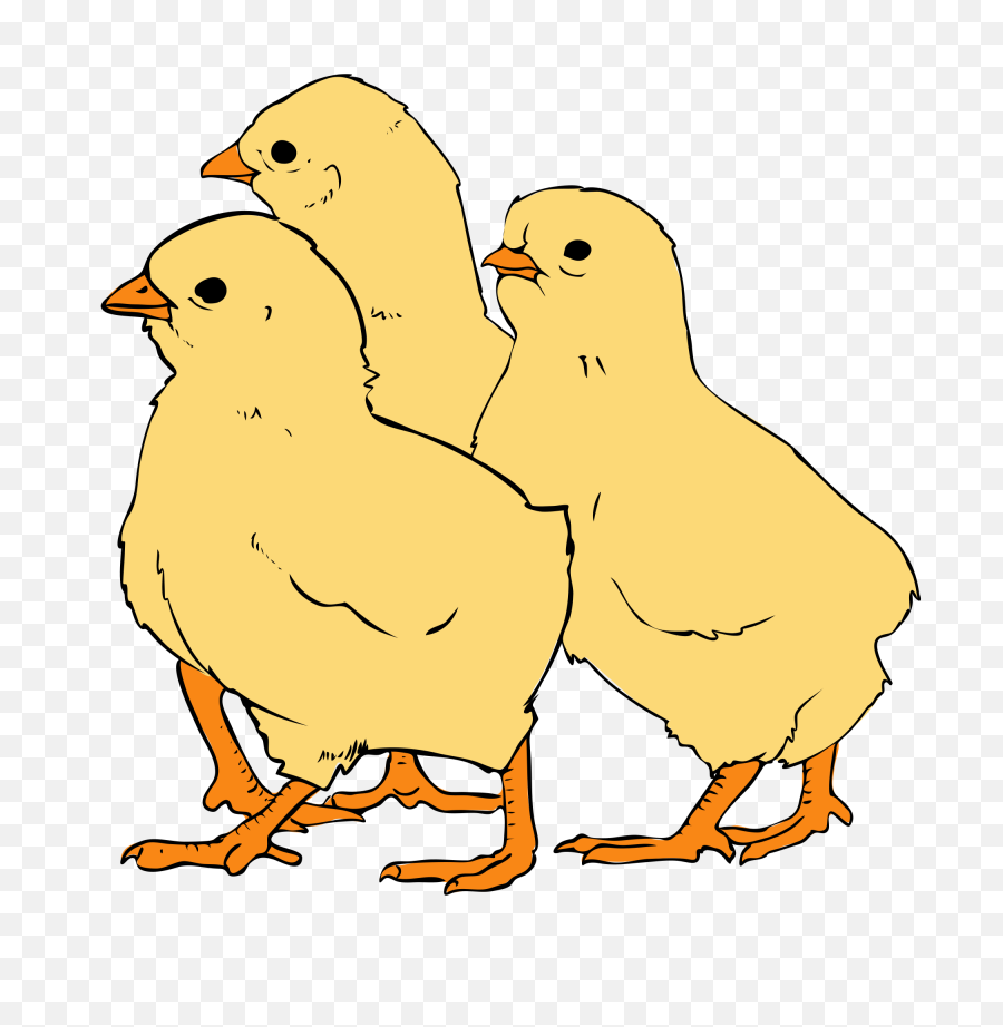 Download Picture Freeuse File Svg Wikipedia - Chicks Images Clip Art Png,Chick Png