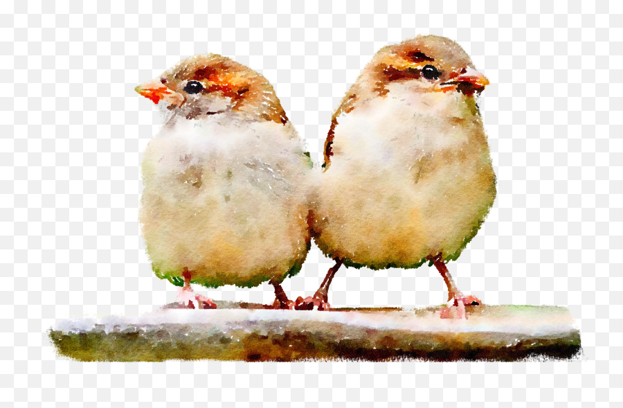 Two Sparrows Are Sitting - Two Sparrow Png,Sparrow Png