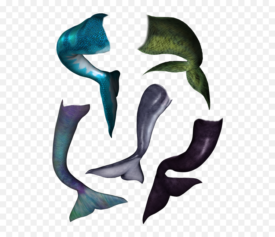 Mermaid Tail Dolphin - Dolphin Tail Mermaid Png,Mermaid Tail Png