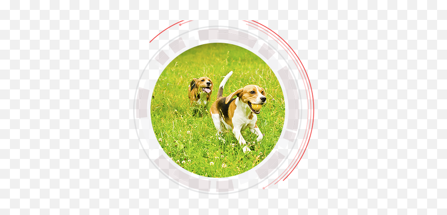 Download Dog - Beagleharrier Full Size Png Image Pngkit Dog Catches Something,Beagle Png