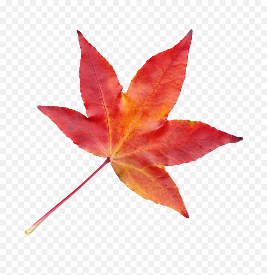 Autumn Leaf Png Image - Fall Transparent Leaf Png,Autumn Leaves Png