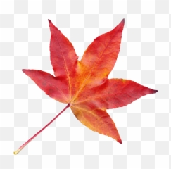 Autumn Leaf Png Image - Fall Transparent
