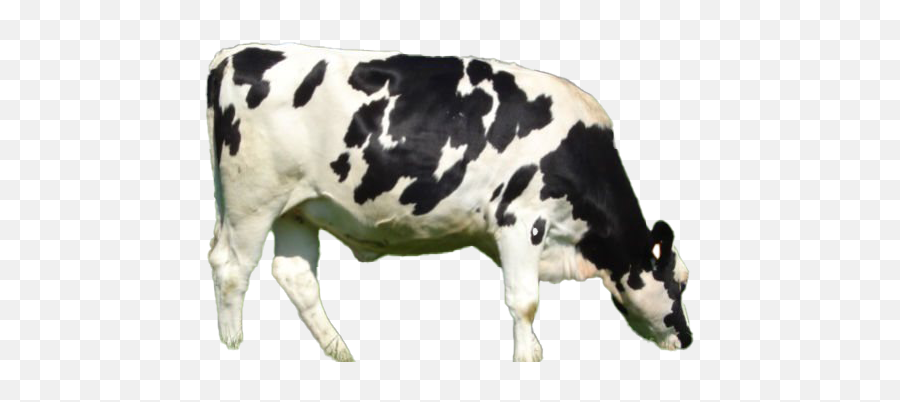 Cow Png All - Holstein Cows,Cow Png