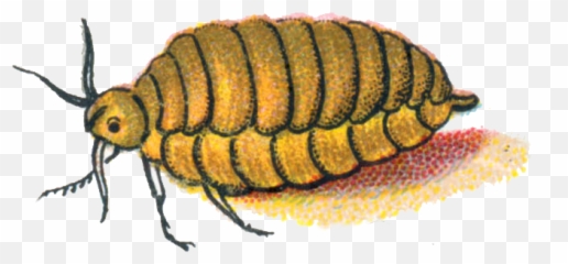 Orgyia Antiqua Female Caterpillar - Beetle Png,Caterpillar Png