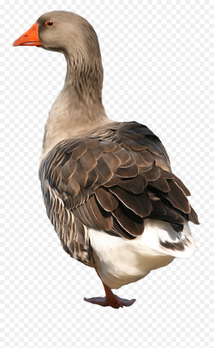 Goose Png - Goose Png,Goose Png