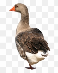 Goose Png - Goose Png,Goose Png