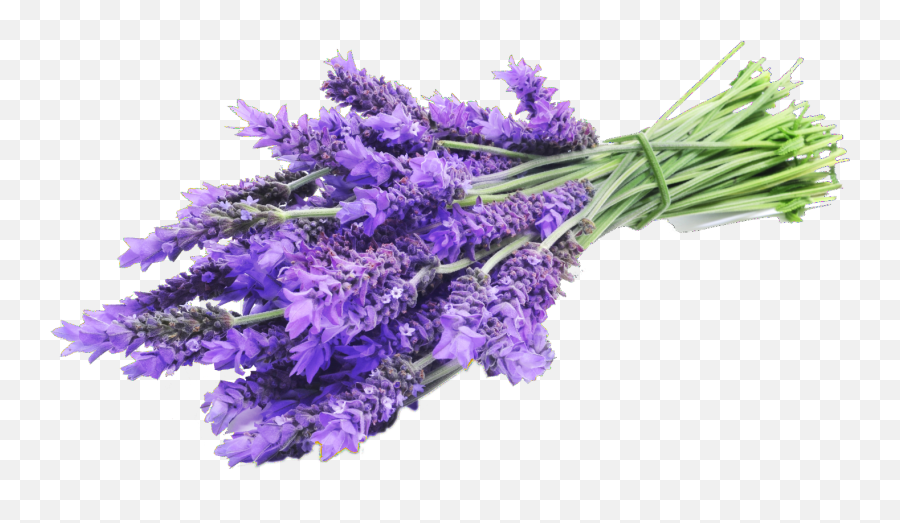 Lavender Vanilla Fragrance Oil - Lavender Png,Lavender Png
