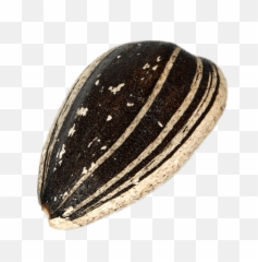 Sunflower Seed In Shell Transparent Png - Stickpng Sunflower Seed Png,Sunflower Transparent Background