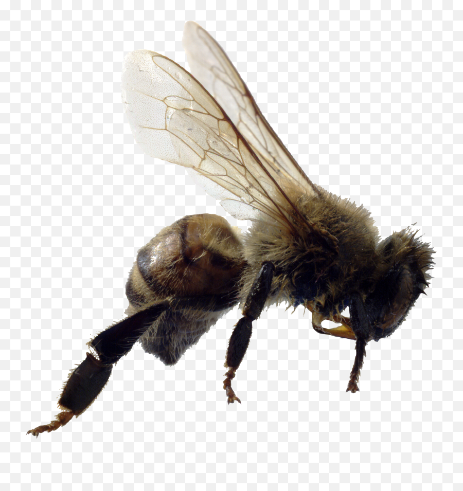 Bee Png Image For Free Download - Killer Bees Png,Hornet Png