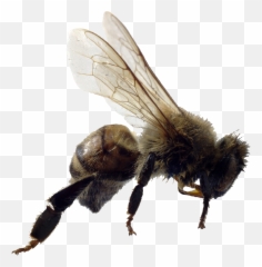 Bee Png Image For Free Download - Killer Bees Png,Hornet Png
