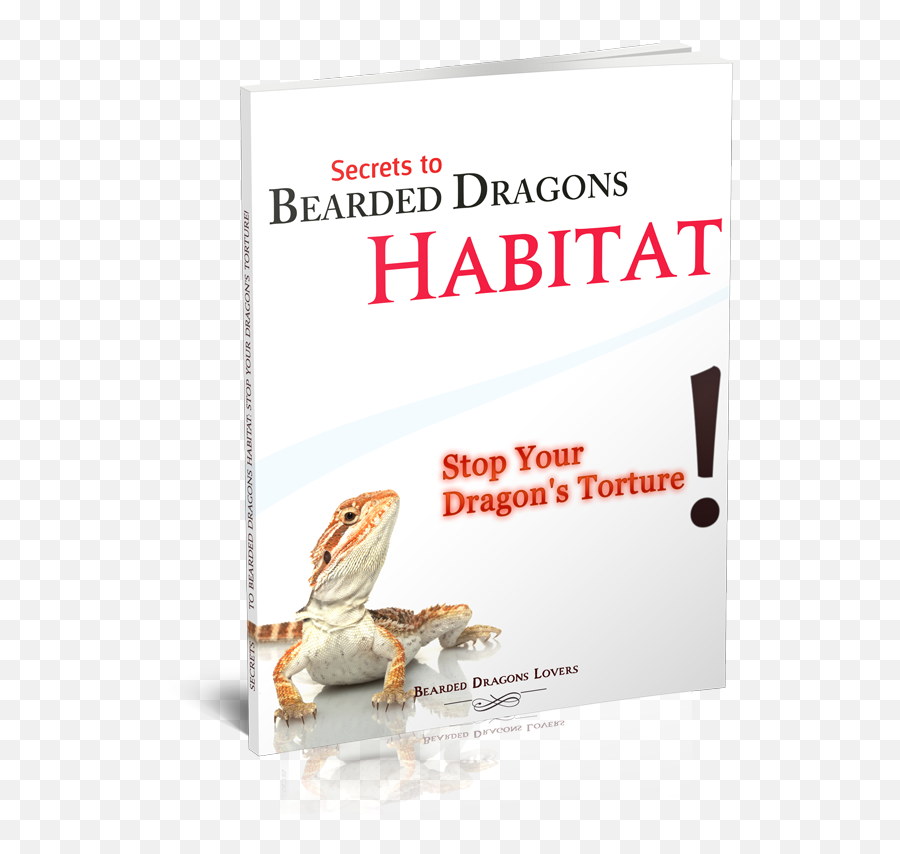 Secrets To Bearded Dragons Habitat Stop Your Dragonu0027s Torture - Hackett London Png,Bearded Dragon Png