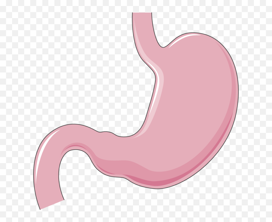 Stomach - Stomach Png,Stomach Png