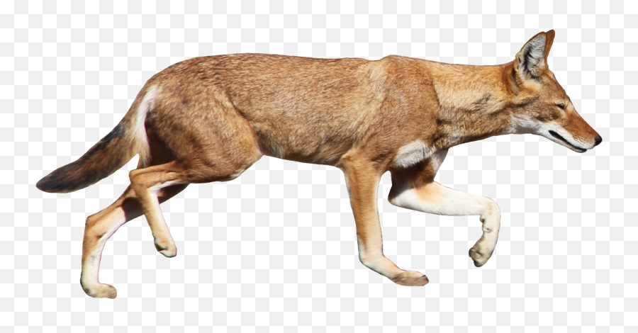 Jackal Coyote Png - Ethiopian Wolf Transparent Background,Coyote Png