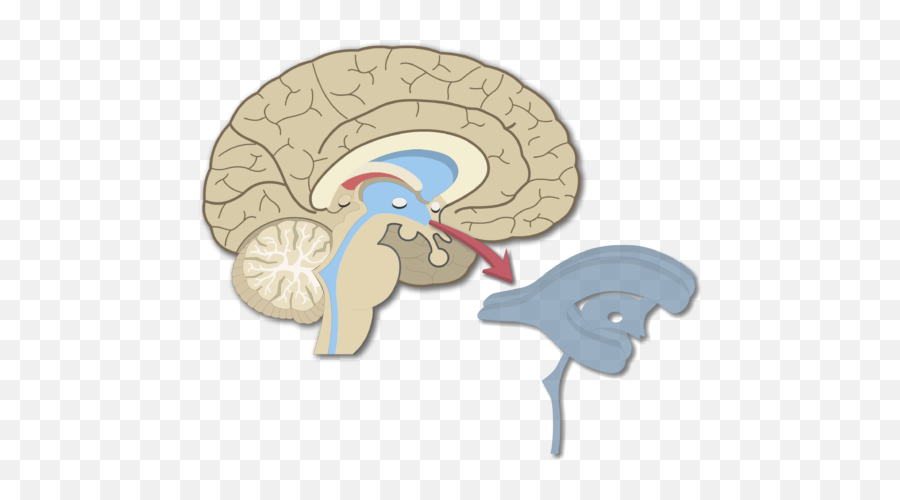 Brain Cartoon Png - An Image Showing The Brain Ventricles In Ventricles Of The Brain Gif,Cartoon Brain Png