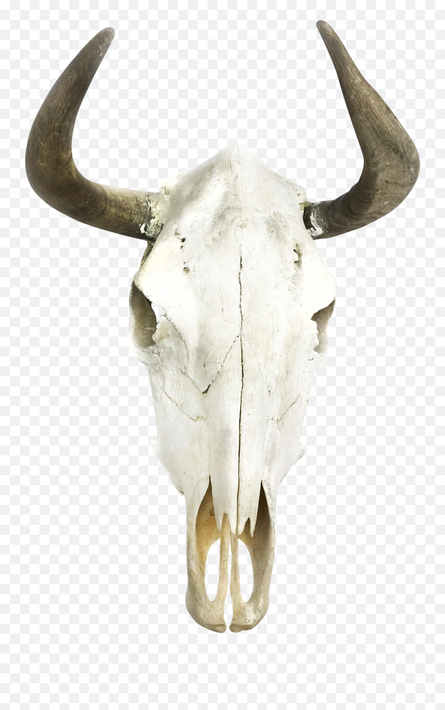 Download Hd Boho Cow Skull Wall Decor - Cow Skull Transparent Png,Cow Skull Png