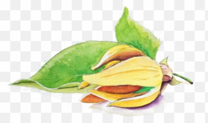 Download Hd Ylang - Peanut Butter Fruit Transparent Soft Png,Peanut Butter Transparent