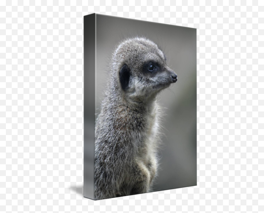 Meerkat By Katariina Jarvinen - Meerkat Png,Meerkat Png