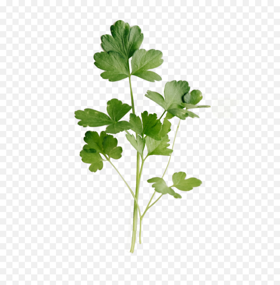 Fresh Italian Parsley - Clover Png,Parsley Png