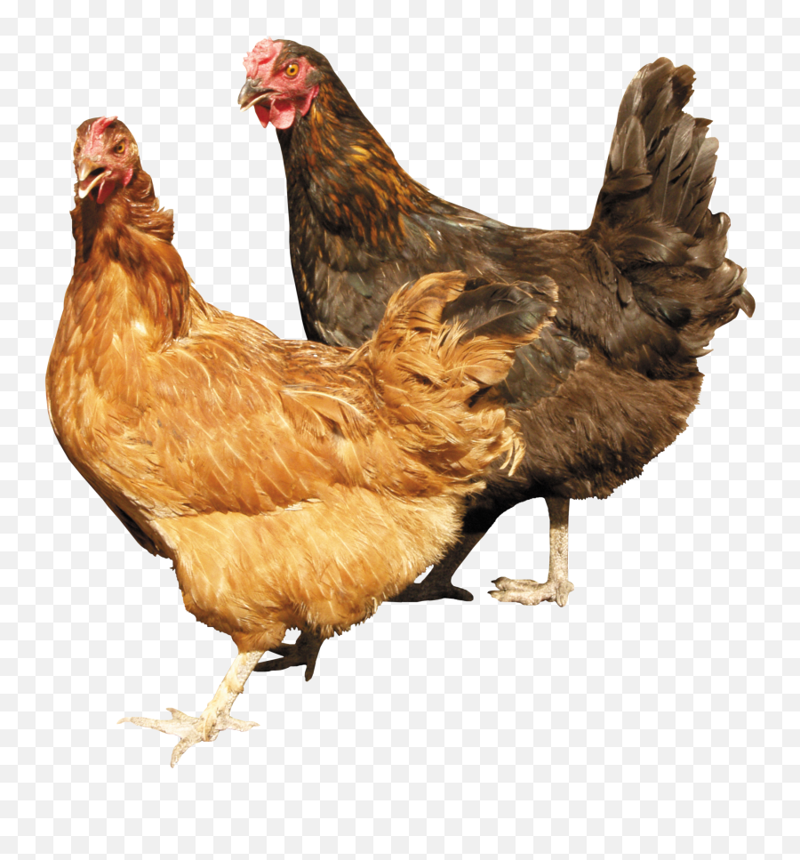 Chicken Png Image - Transparent Background Chickens Png,Chicken Png