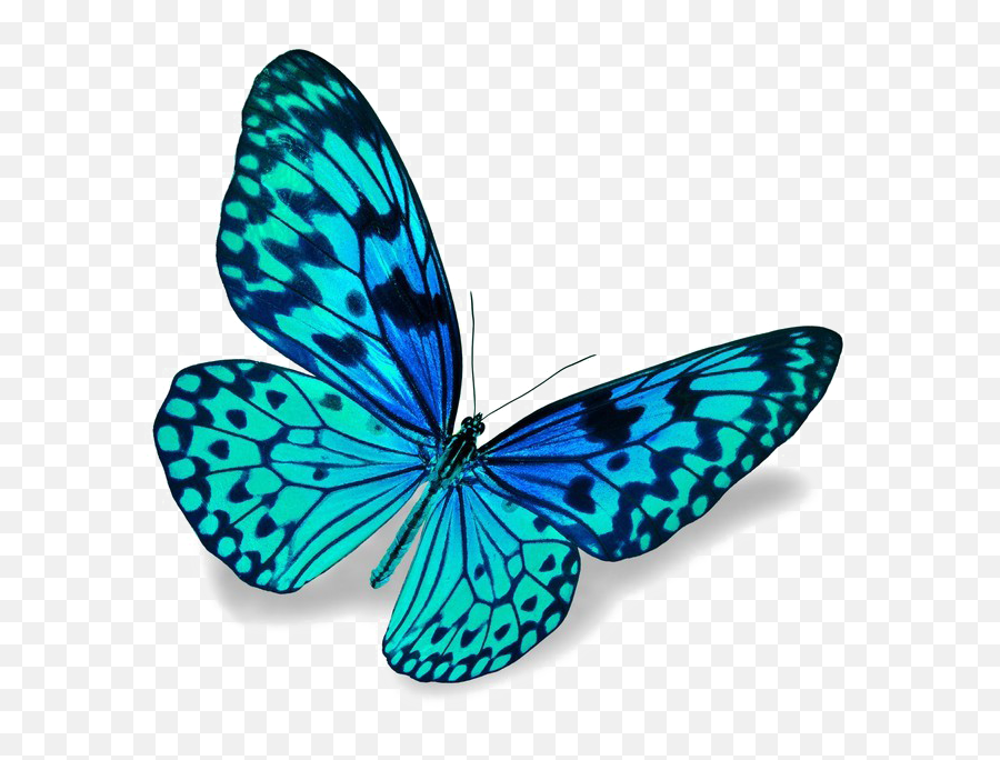 Blue Butterfly Png Download Image - Butterfly Png,Blue Butterflies Png
