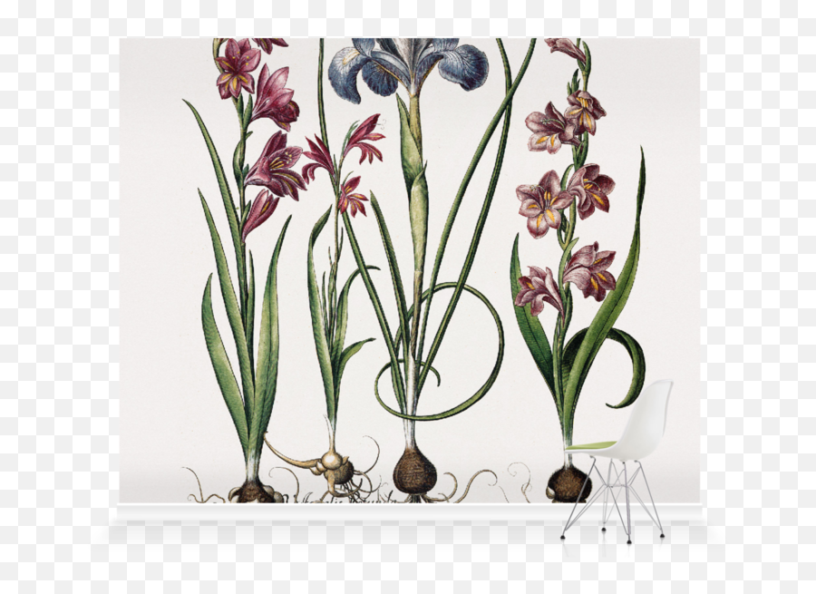 Gladiolus And Iris Plantsu0027 Wallpaper Mural Surfaceview - Gladiolus Flower Drawing Botanical Png,Iris New York Fashion Icon