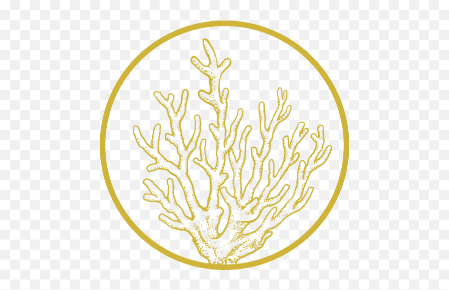 Ancient History Of Gold Coralgoldcom - Aquarium Decor Png,Barnes And Noble Icon