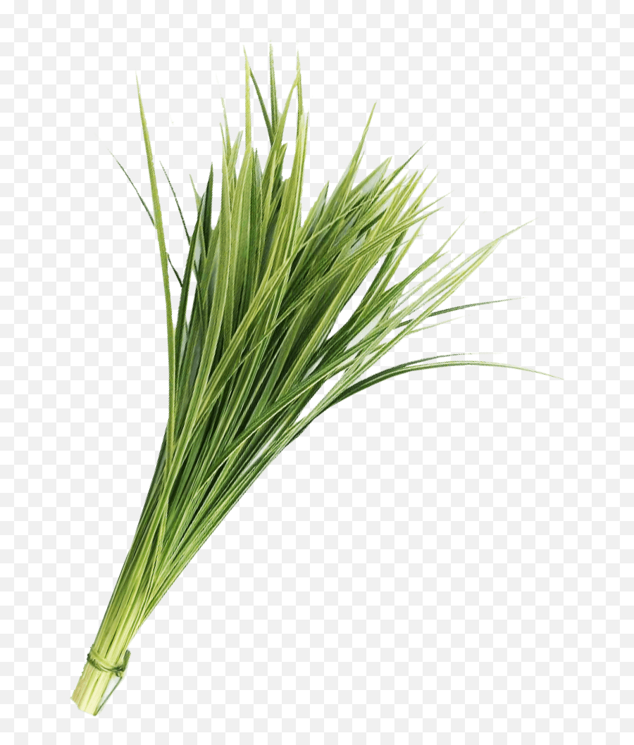 Lily Grass Variegated Greenery - Lily Grass Variegated Greenery Png,Greenery Png