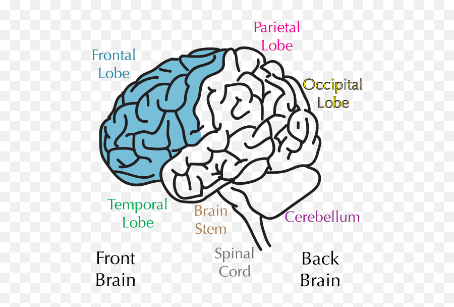 Download Hd Sections Of The Brain - Frontal Lobe No Parts Of The Brain Transparent Png,Brain Transparent Background