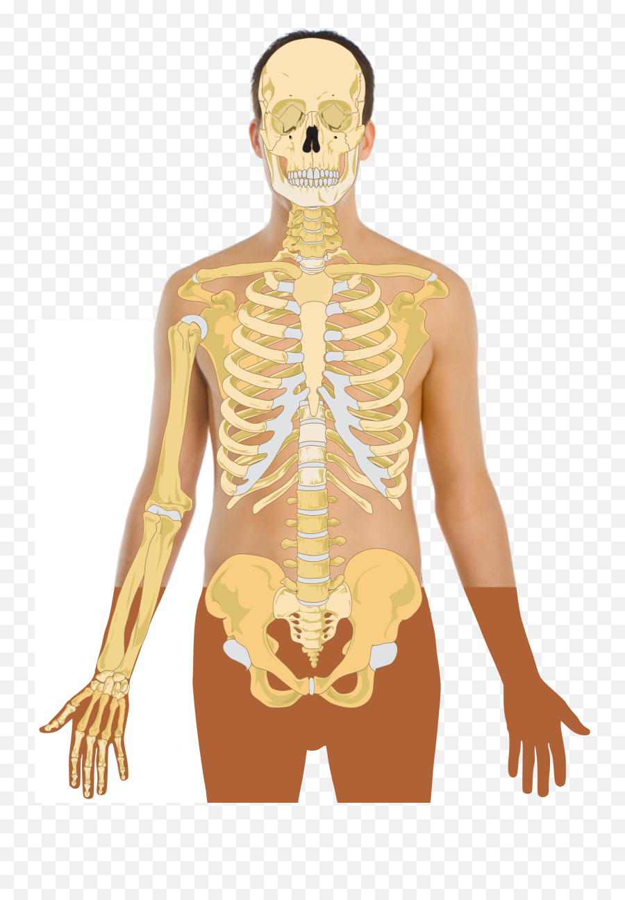 Anatomy Vector Human Torso Picture - Skeleton Diagram Without Labels Png,Torso Png