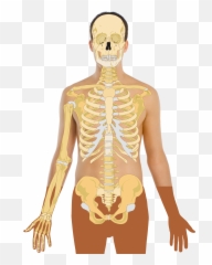 Anatomy Vector Human Torso Picture - Skeleton Diagram Without Labels Png,Torso Png