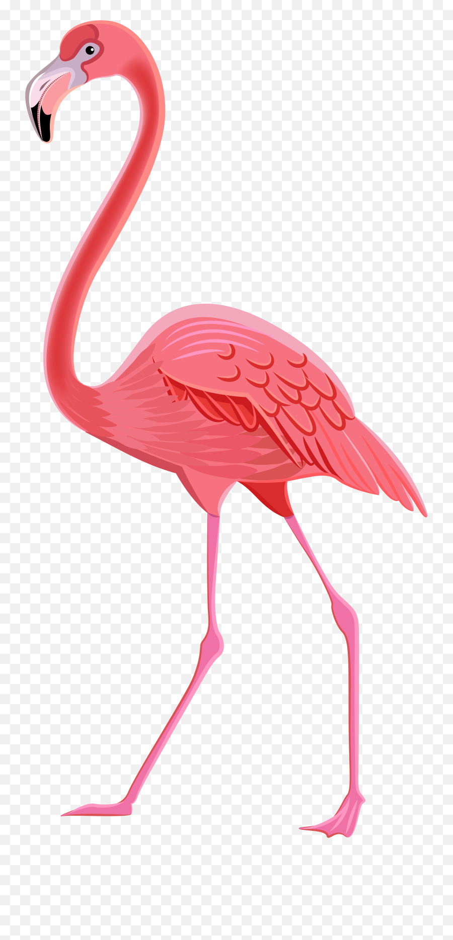 Transparent Background Flamingo Clipart - Transparent Background Flamingo Clipart Png,Flamingo Transparent Background