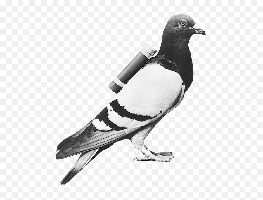 Free Png Pigeon - Konfest,Pigeons Png