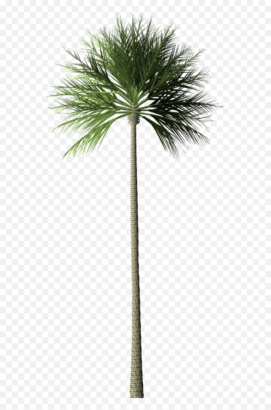 Palm Tree - Free Image On Pixabay Pohon Palem Png,Tropical Leaf Png