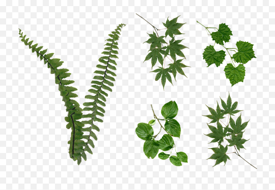 Fern Leaves Foliage Png Stock 2081 - Foliage Png,Fern Png